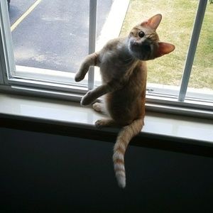 Meet your Posher, Carly